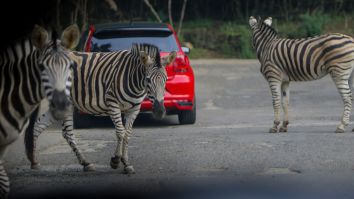 D.C. Congresswoman Denies Responsibility For Setting Rogue Zebras Free As Hunt Continues