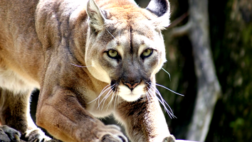 ‘Hero’ Mom Fights Off Mountain Lion By Punching It After It Attacks Her Son
