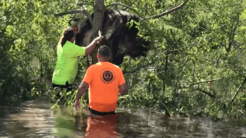 A Louisiana Cow That Got Stuck In A Tree Has Been Rescued From Flood Waters With Chainsaws