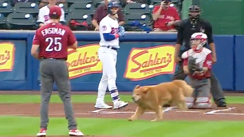 Very Good Bat Dog Interrupts Minor League Baseball Game After Getting A Bit Too Eager To Do His Job