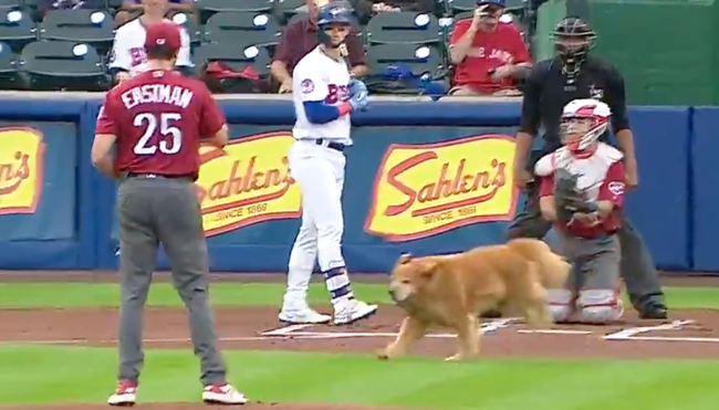bat dog interrupts baseball game