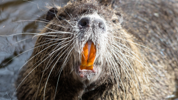 Man Who Was Almost Gnawed To Death By A Beaver Shares Gory Details Of The Unprovoked Attack
