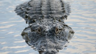 Photographer Captures Picture Of ‘Biggest Alligator Ever Seen’ Eating Another Gator Like An Easy Snack