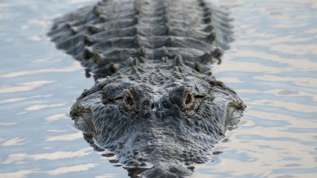 Cannibal Alligator Nicknamed ‘Grandpappy’ Eats Rival Gator In Startling Footage From Florida Golf Course