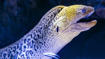 Study Claims Eels In England Are Ingesting Dangerous Amounts Of MDMA And Cocaine Thanks To Pee From A Music Festival