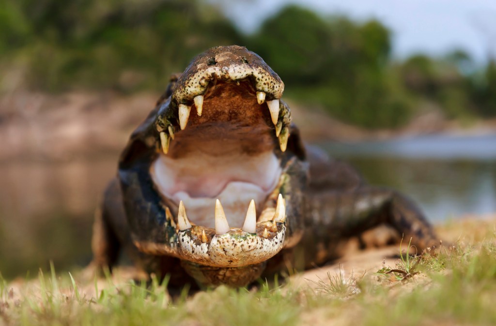 Florida Man catches alligator using trash can