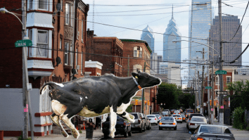 This Philadelphia Cow Who Escaped The Butcher And Ran Loose Through The City Deserves Amnesty