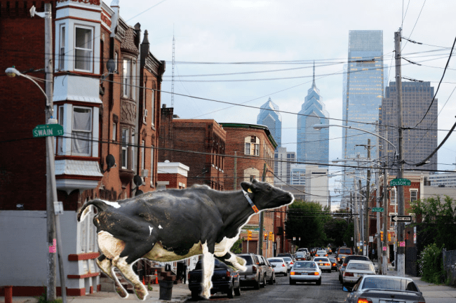 Philadelphia Cow Broad North Philly Al-Baraka Halal Meat