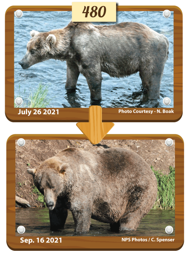 Otis 480 Fat Bear Week Katmai National Park and Preserve