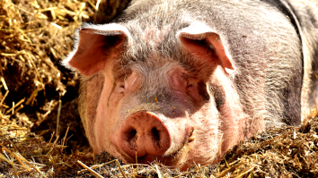 Doctors Successfully Transplanting Pig Parts Into A Human Body Hailed As A Medical Breakthrough