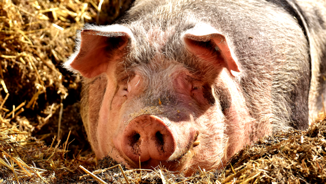 Doctors Successfully Transplanted A Pig Organ Into A Human Body