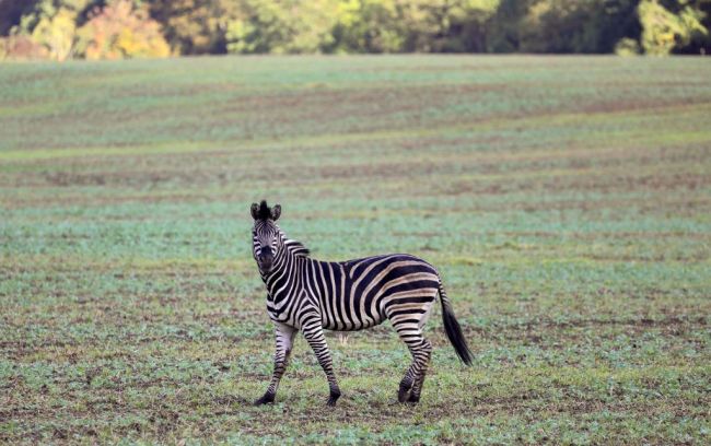 Zebras Maryland Escaped Month Upper Marlboro
