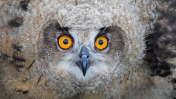 The ‘Largest Owl You’ve Ever Seen’ Is On The Loose And Zoo Officials Need Your Help