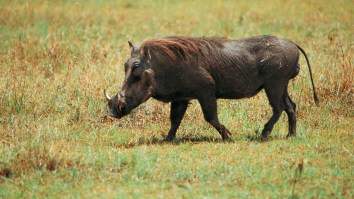 Hilarious Viral Video Shows Warthog Attack Unintelligent Bystander, Causes ‘Pumbaa’ To Trend On Twitter