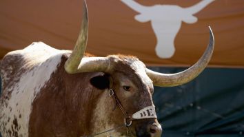 Texas University Deletes Tweet Featuring Their Mascot Bevo In A Ghost Costume After People Called It Racist