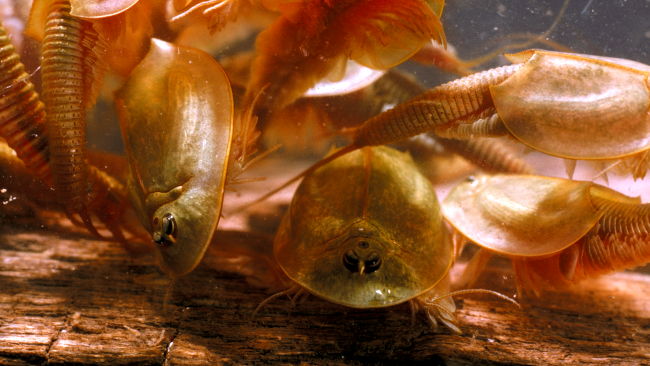 Hundreds of three-eyed triops dinosaur shrimp appear after monsoon in Arizona