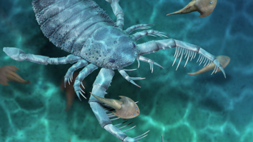Scientists Discover Fossils Of A Terrifying, Giant ‘Sea Scorpion’ That Lived 435 Million Years Ago