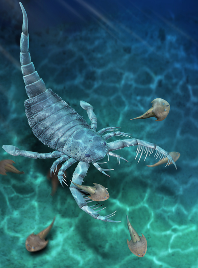Scientists Discover Fossils Of Giant Sea Scorpion In China