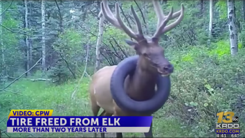 10-Pound Tire Stuck Around Colorado Elk’s Neck Finally Removed After Years Of Failed Attempts