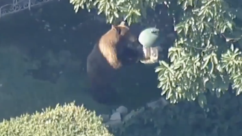 A Bear Chase Is Currently Underway In Los Angeles And The Adorable Bear Won’t Stop Causing Chaos