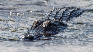 This Gigantic Alligator Devouring Its Young In Florida Is Shaking The Internet