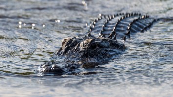 This Gigantic Alligator Devouring Its Young In Florida Is Shaking The Internet