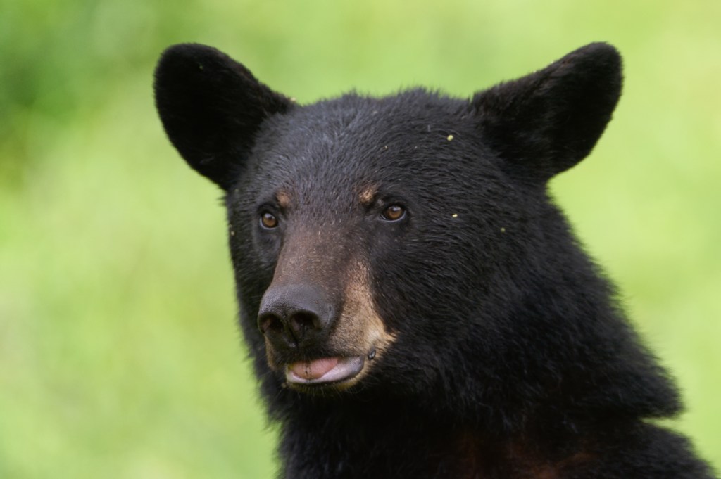black bear finds lost GoPro