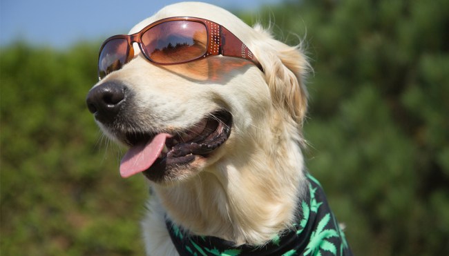 stoned dogs eating marijuana hotline increase