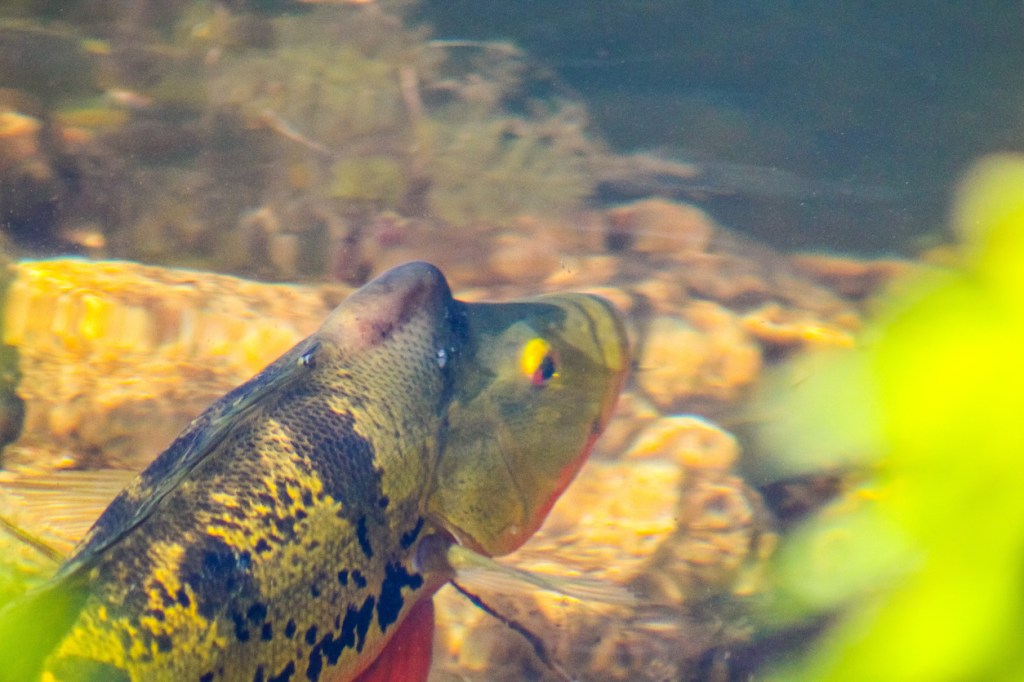 Florida fishing record Butterfly Peacock Bass