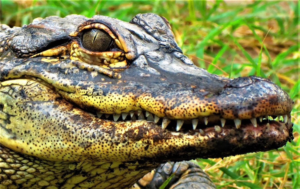 man uses caiman crocodile to defend himself in beach brawl