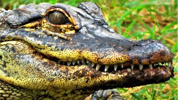 Brazilian Man Under Attack Picks Up A Live Crocodile And Uses It To Defend Himself (Video)