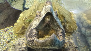 Two West Virginia Guys Describe Seeing Paranormal Ogua River Monster That Looked Like An Alien