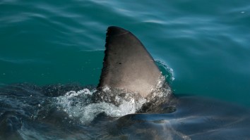 Intense Shark Feeding Frenzy At North Carolina Fishing Pier Left Onlookers Stunned