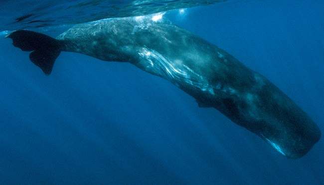 police sting sperm whale vomit India