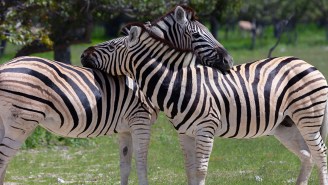 A New Plan To Catch The Zebras That Are Still Loose In Maryland Is Straight Out Of ‘It’s Always Sunny’