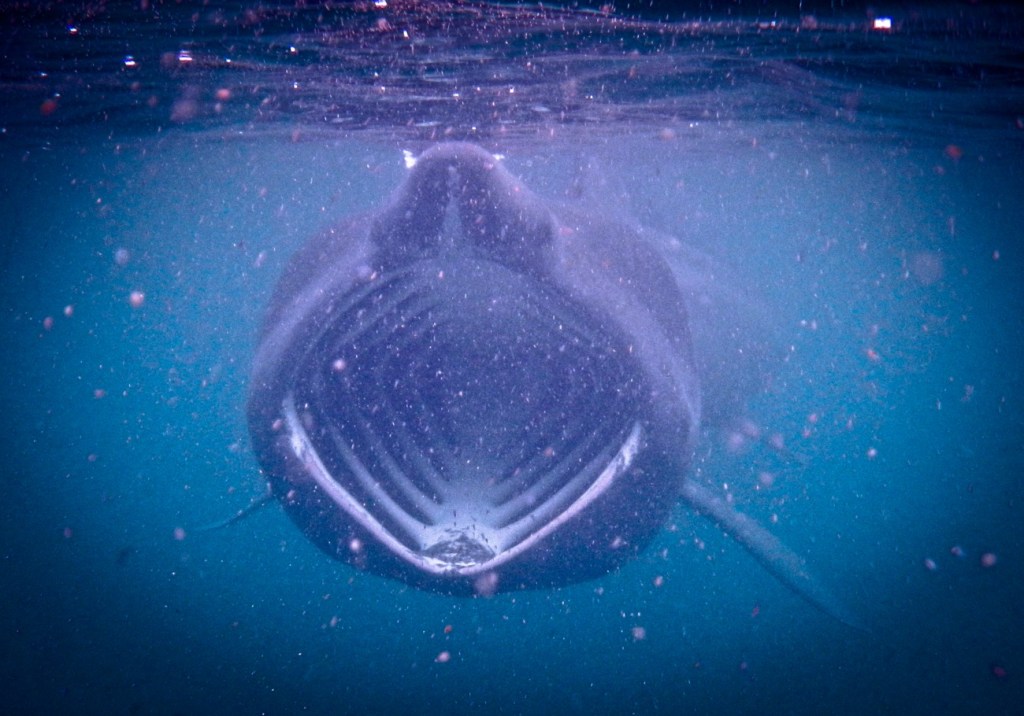 30 foot basking shark viral TikTok
