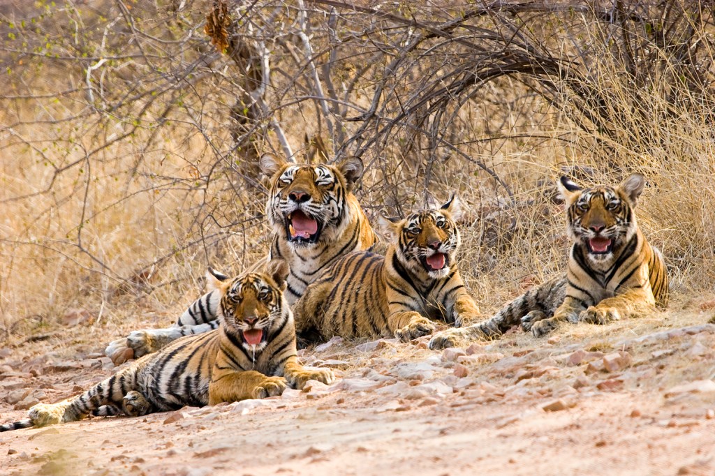 6 tigers filmed together India goes viral