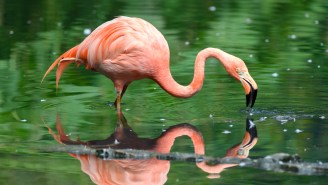 Most Stereotypical Canadian Flamingo Of All-Time Escapes Quebec Zoo, Visits Tim Hortons