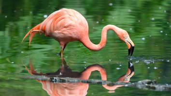 Most Stereotypical Canadian Flamingo Of All-Time Escapes Quebec Zoo, Visits Tim Hortons