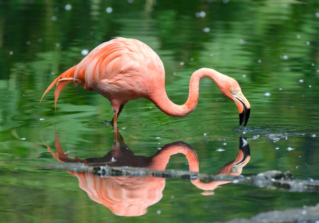Tim Hortons Flamingo Granby Quebec Canada Zoo