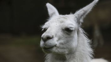 Free-Spirited Llama Is On The Loose In North Carolina AGAIN Just Hours After Escaping First Capture