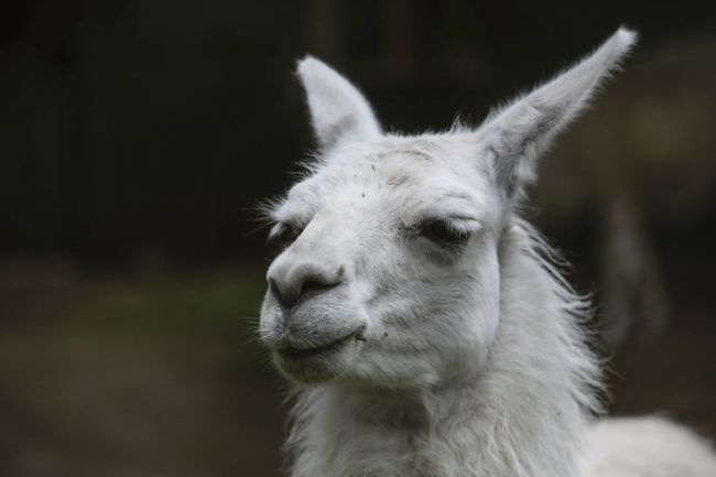 Llama Escape Again North Carolina Todd High Point Second Time On The Loose