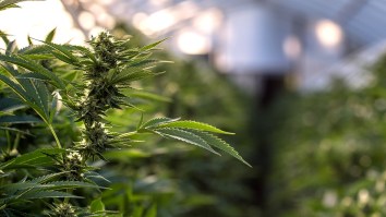 Authorities Seize ‘Epic Amount’ Of Marijuana Worth $500 MILLION, Many Citizens Unimpressed
