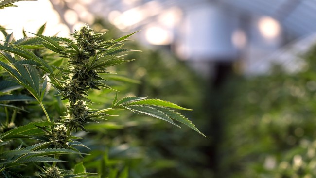 Oregon Police Confiscate 250 Tons Of Marijuana Worth 500 MILLION