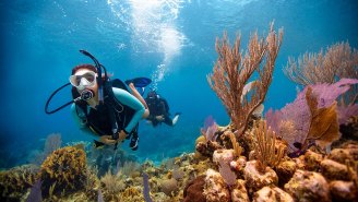 Give An Unforgettable Experience With The Gift Of PADI Online Scuba Diving Lessons