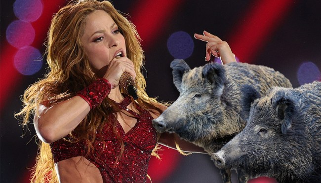 Shakira reveals wild boars attack details