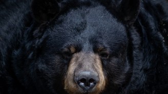 Big Ol’ Black Bear Walks Into A 7-Eleven, Pumps Some Hand Sanitizer, And Terrifies An Employee