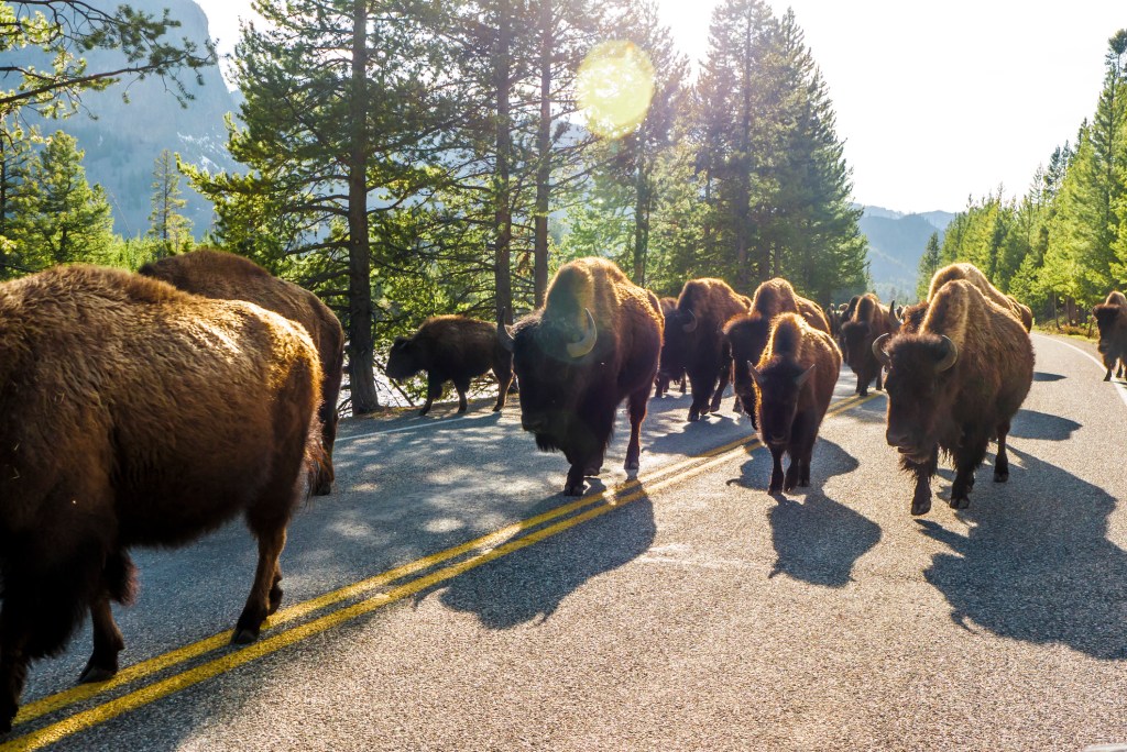 buffalo stampede herd in Yellowstone surreal