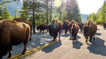 Hundreds Of Wild Buffalo Stampede Past Tourists Across A Yellowstone Bridge
