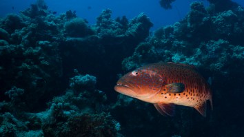 This New Coralgrouper Fishing World Record Is So Vibrant And Tropical It Looks Fake